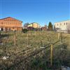 Alberi per i nuovi nati 2023 in via San Pietro e potatura in via Verdi